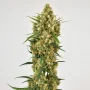 Семена конопли Snow Bud® от Dutch Passion